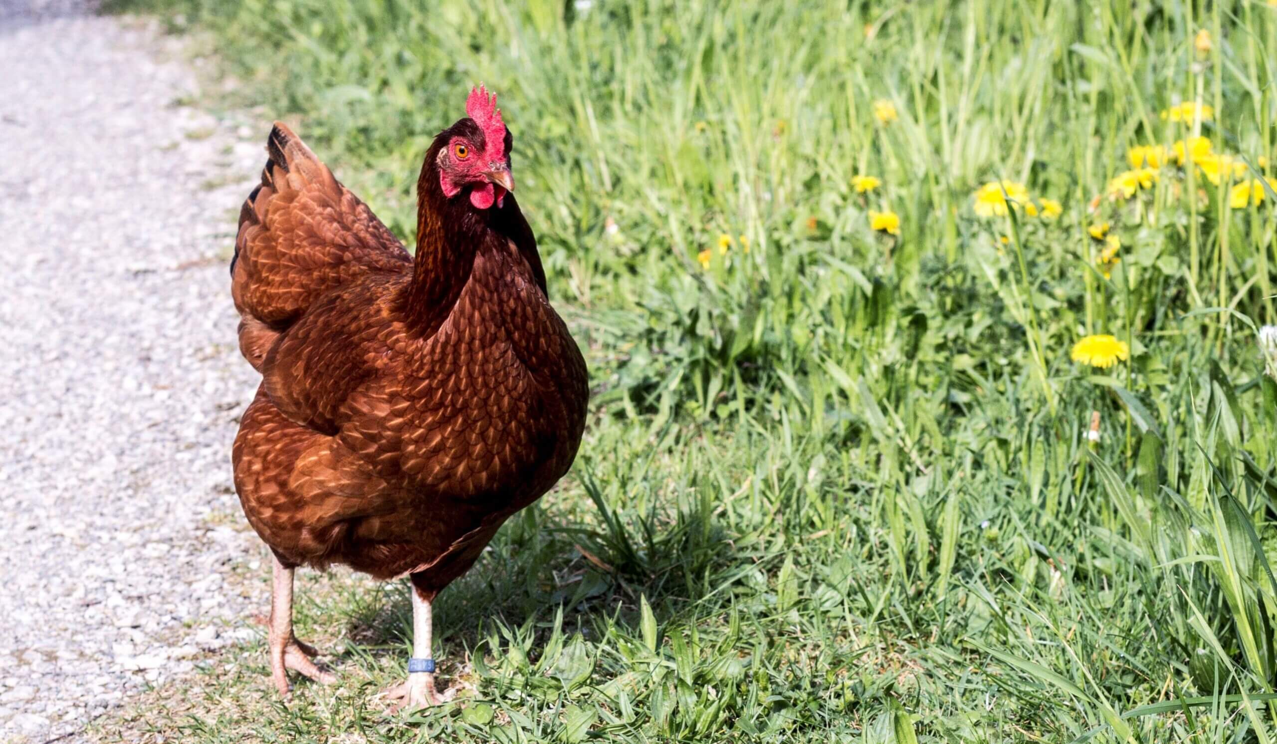 Das Huhn – Liebe auf den zweiten Blick