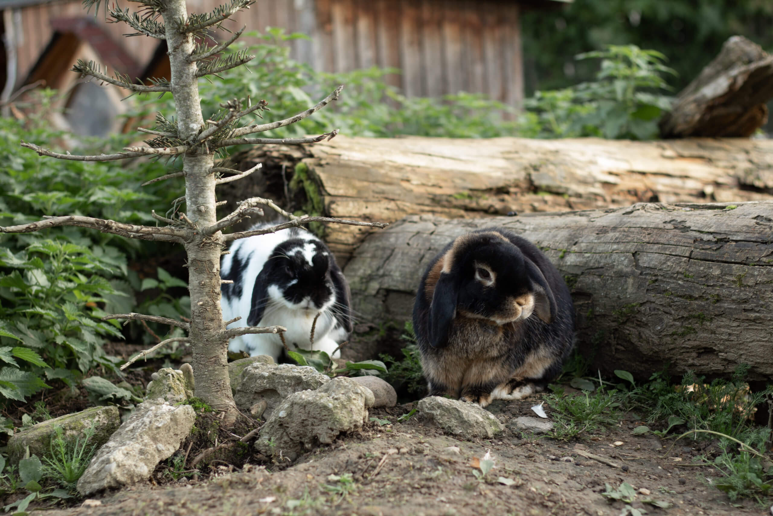 Was bedeutet Tierliebe?