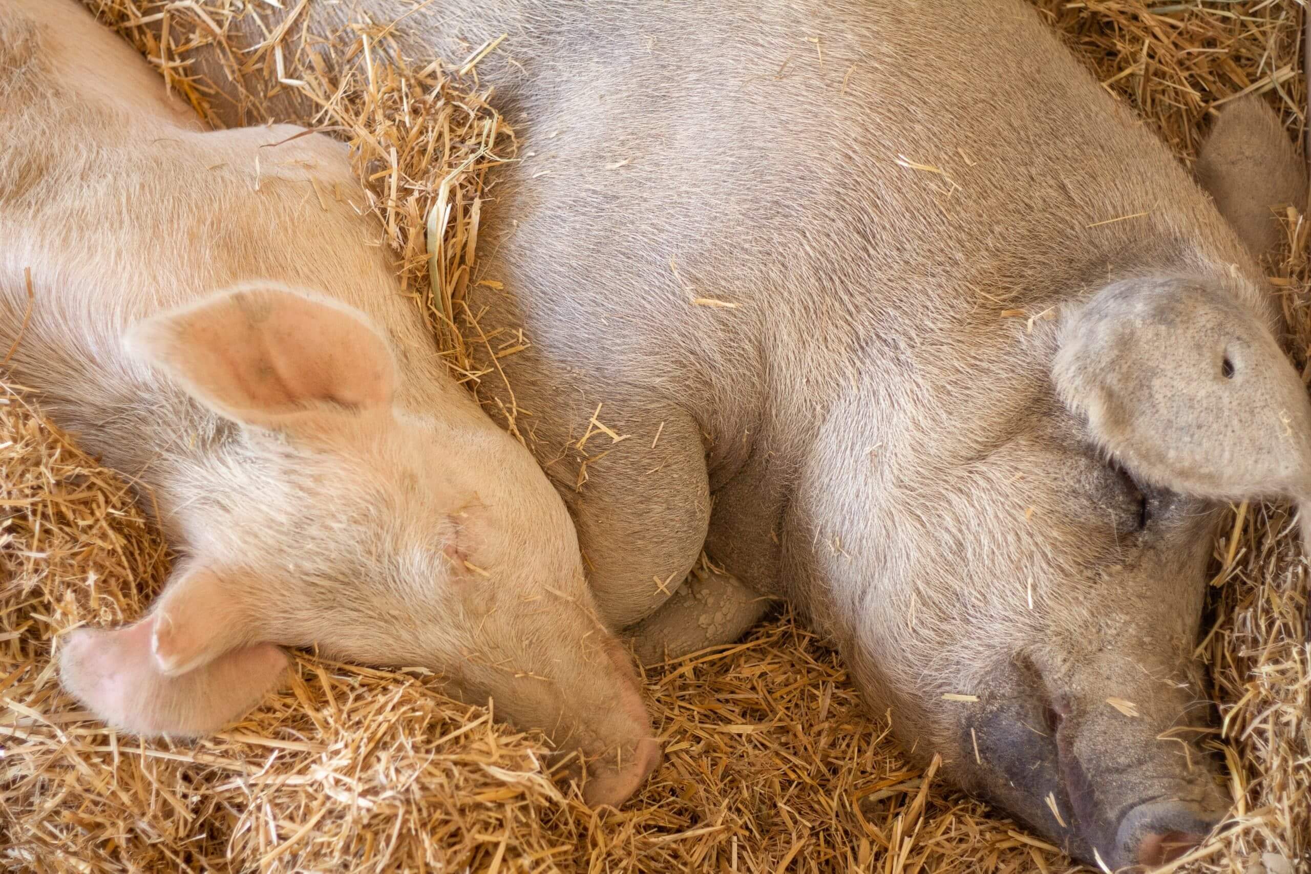 Speziesismus – von Nutztieren und Sauställen