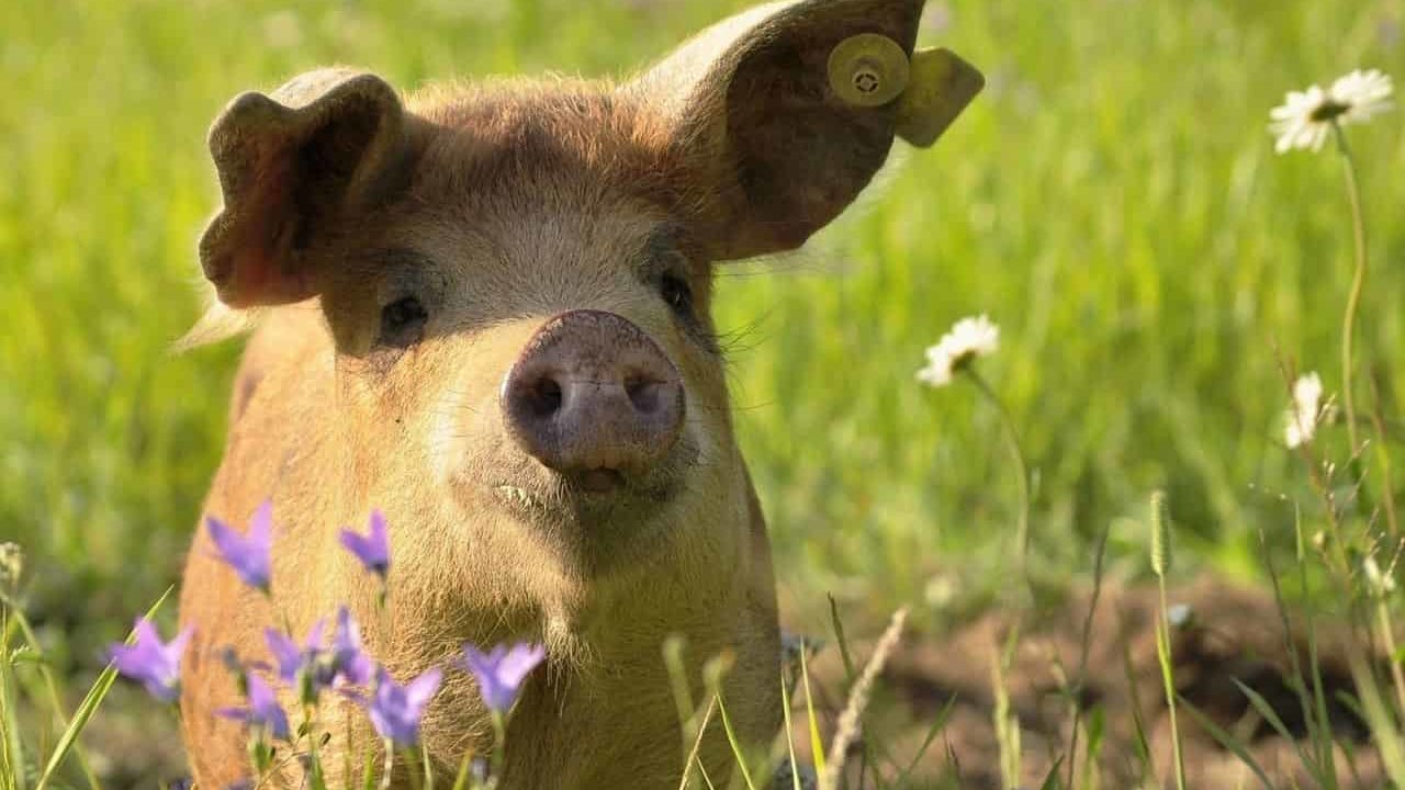 Auf diesen 9 Lebenhöfen finden gerettete Tiere ein Zuhause