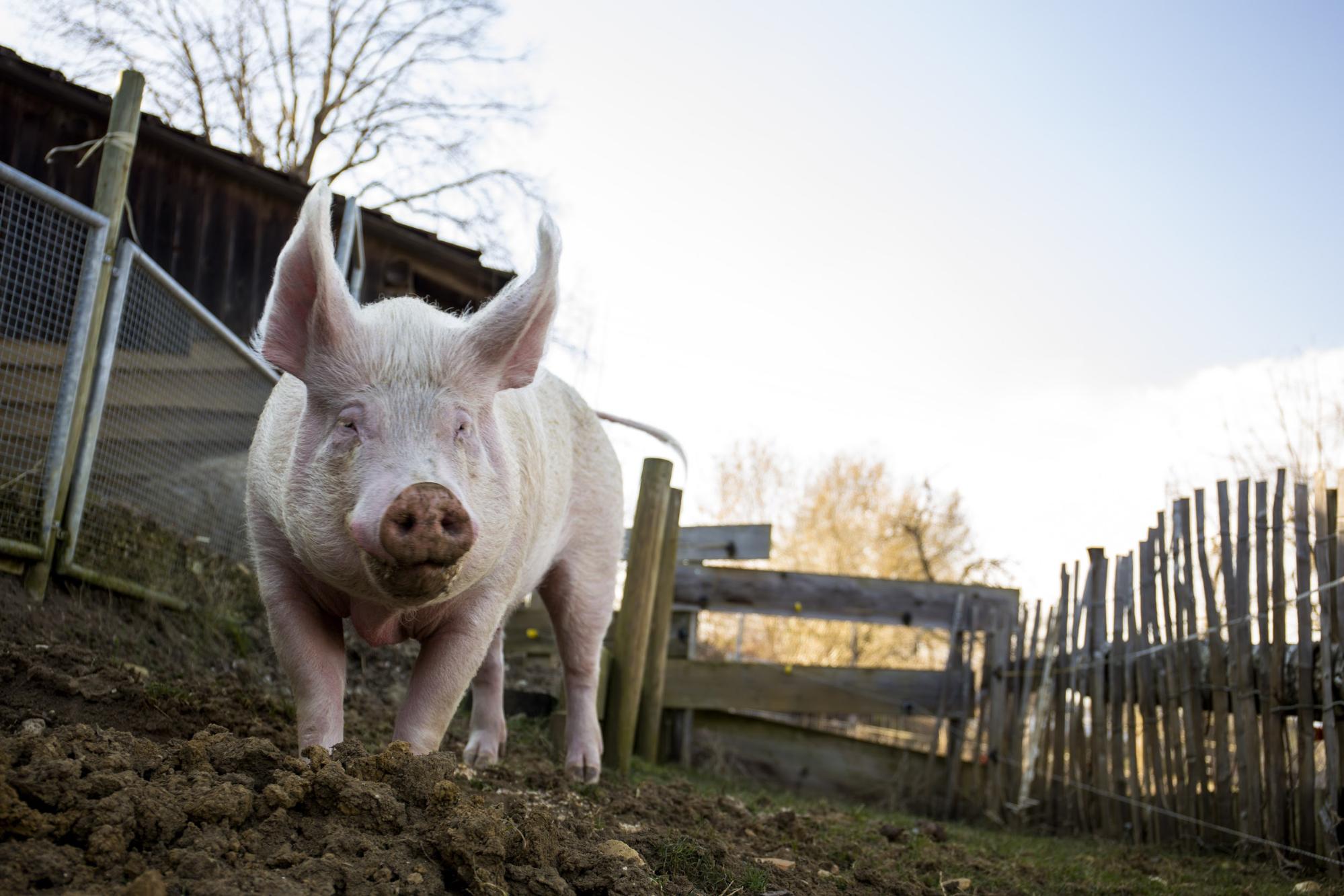 Weshalb Schweine zu den klügsten Tieren gehören