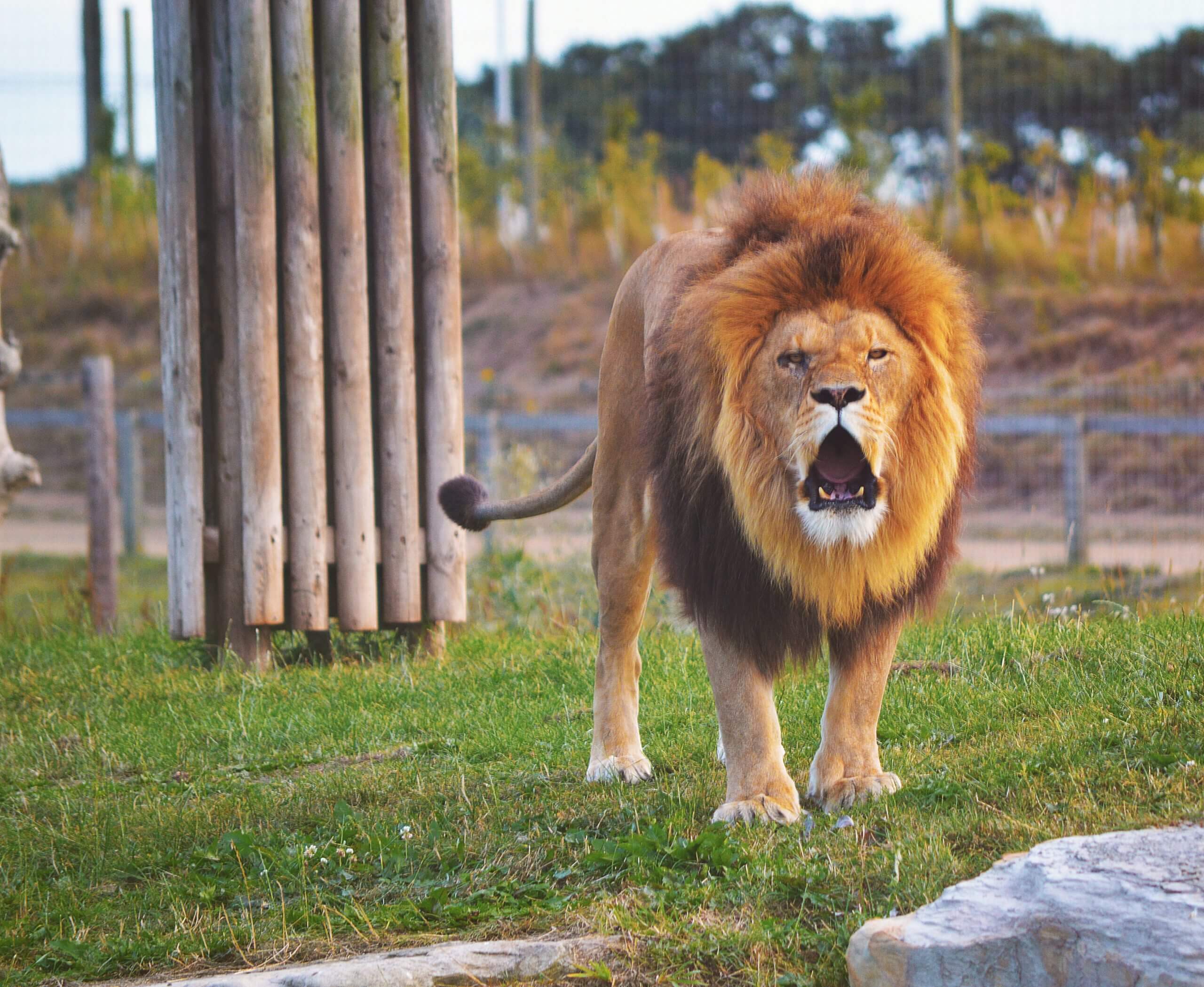 Sind Wildtierparks/Freizeitparks ethisch vertretbar?