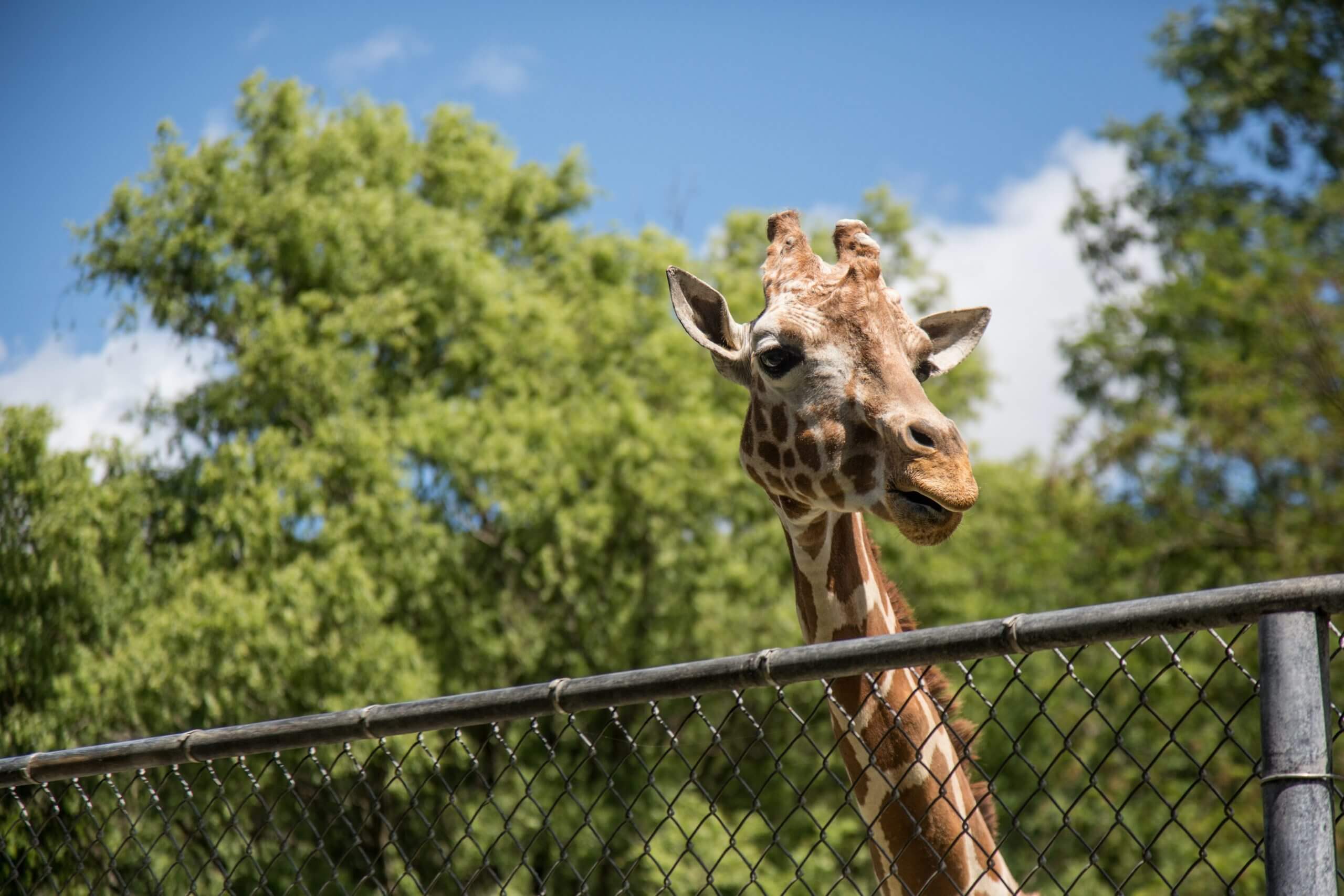 Die drei grossen Mythen von Zoos