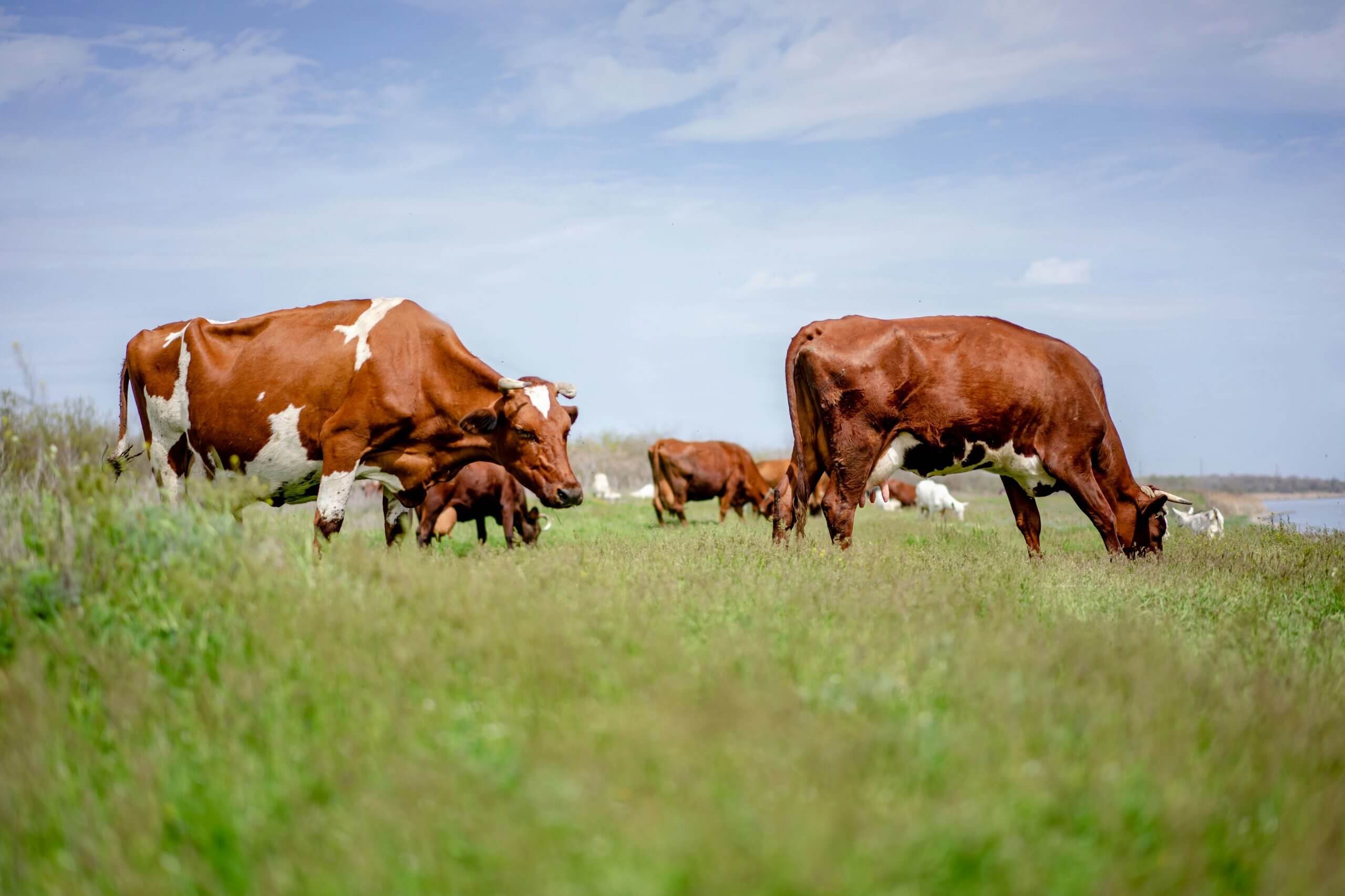 Schweizer Grasland und Milch – passt das wirklich?