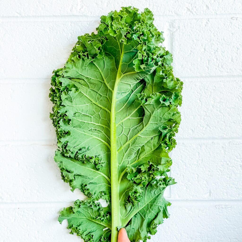 1 Blatt Federkohl