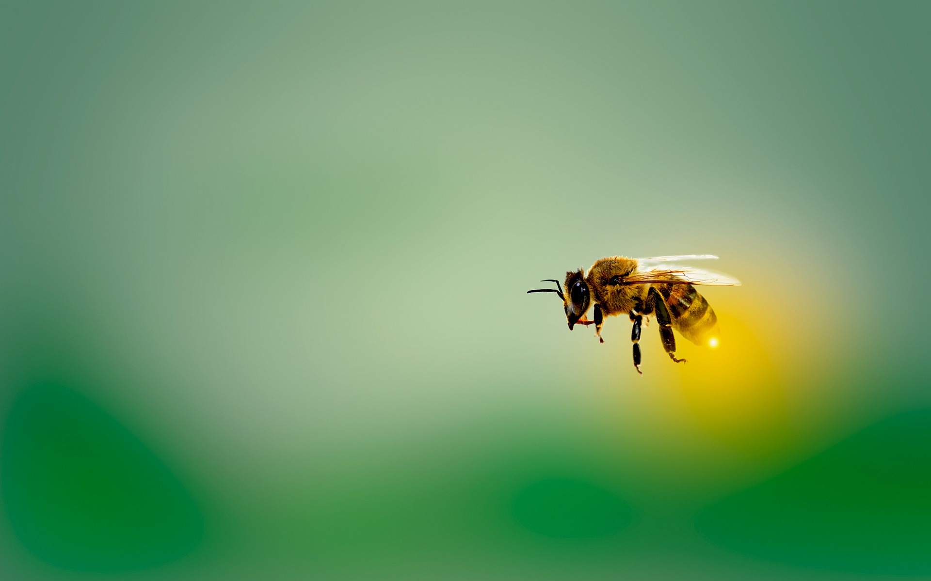 5 Tipps, wie du Bienen helfen kannst