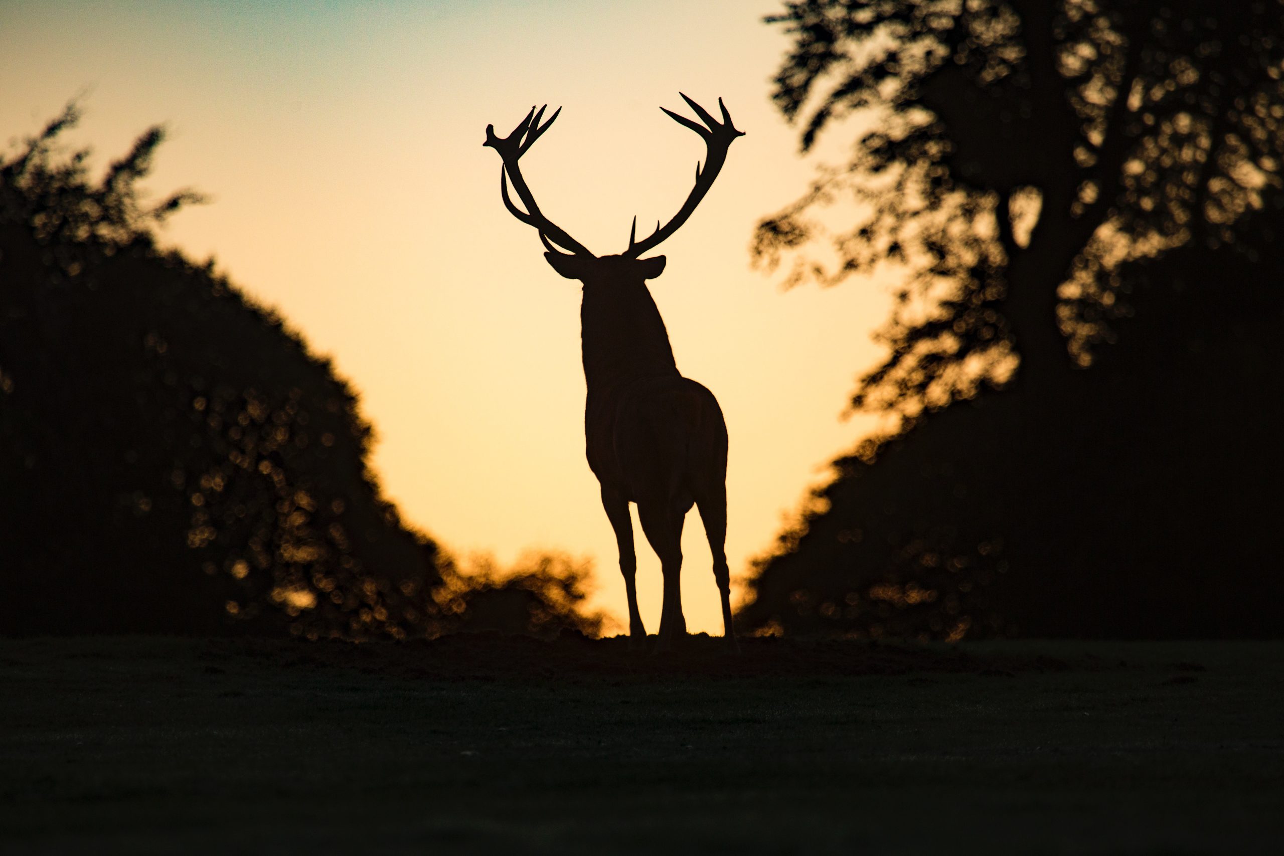 Von Tradition zu Nachhaltigkeit: Warum wir die Jagd nicht brauchen