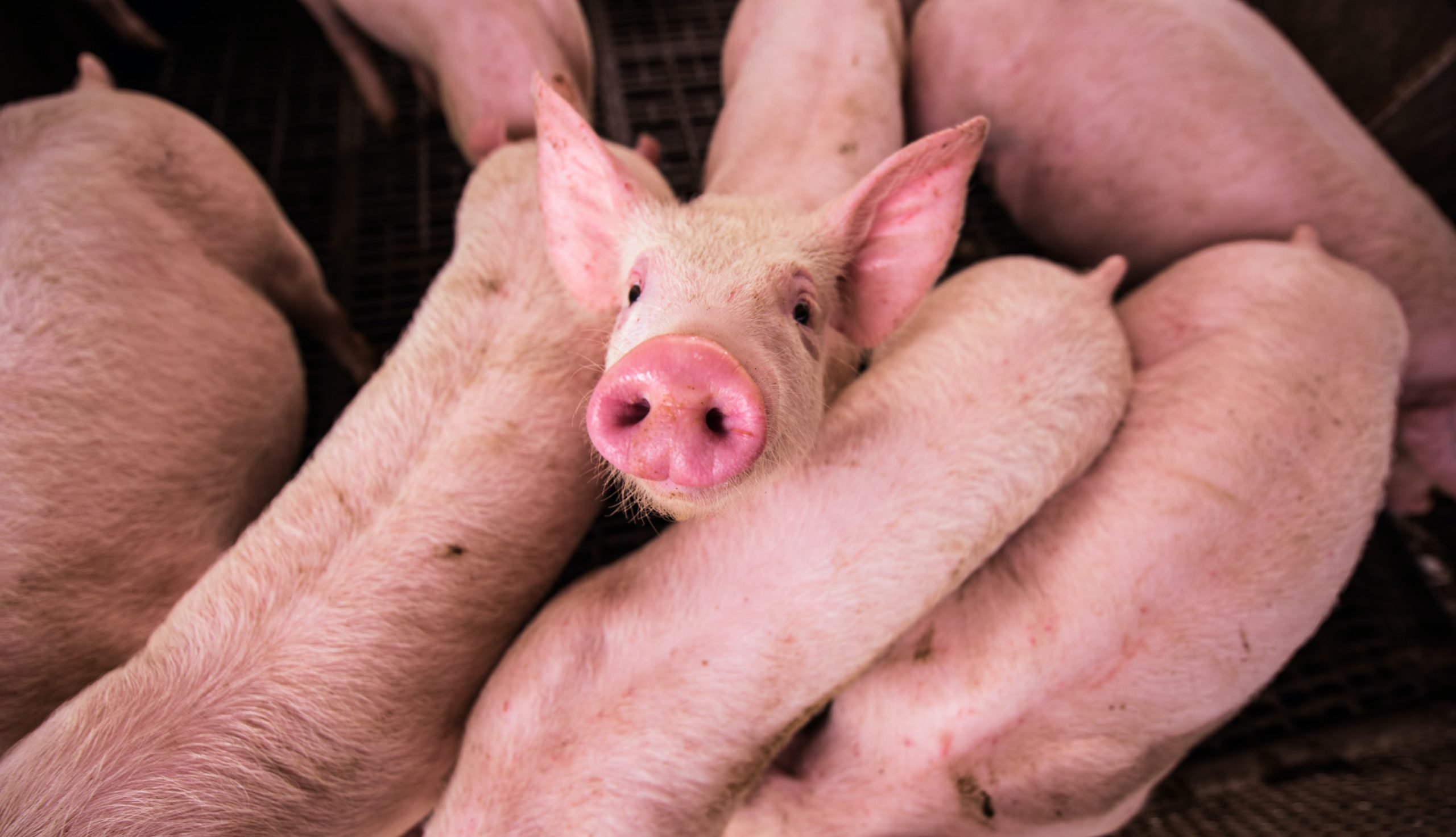 Die Gefahr von Antibiotika in der Massentierhaltung