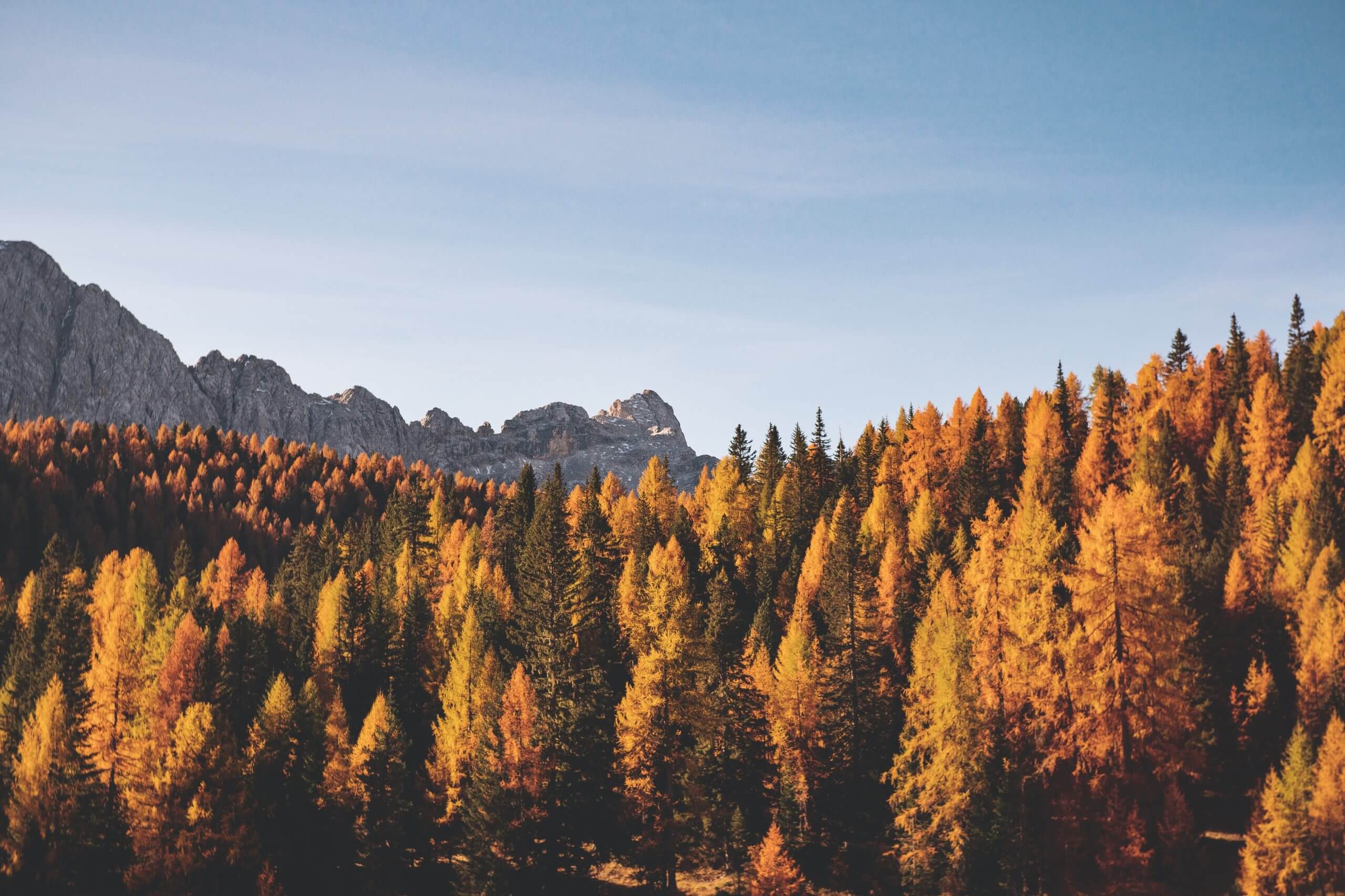 Herbstliche Immunpower