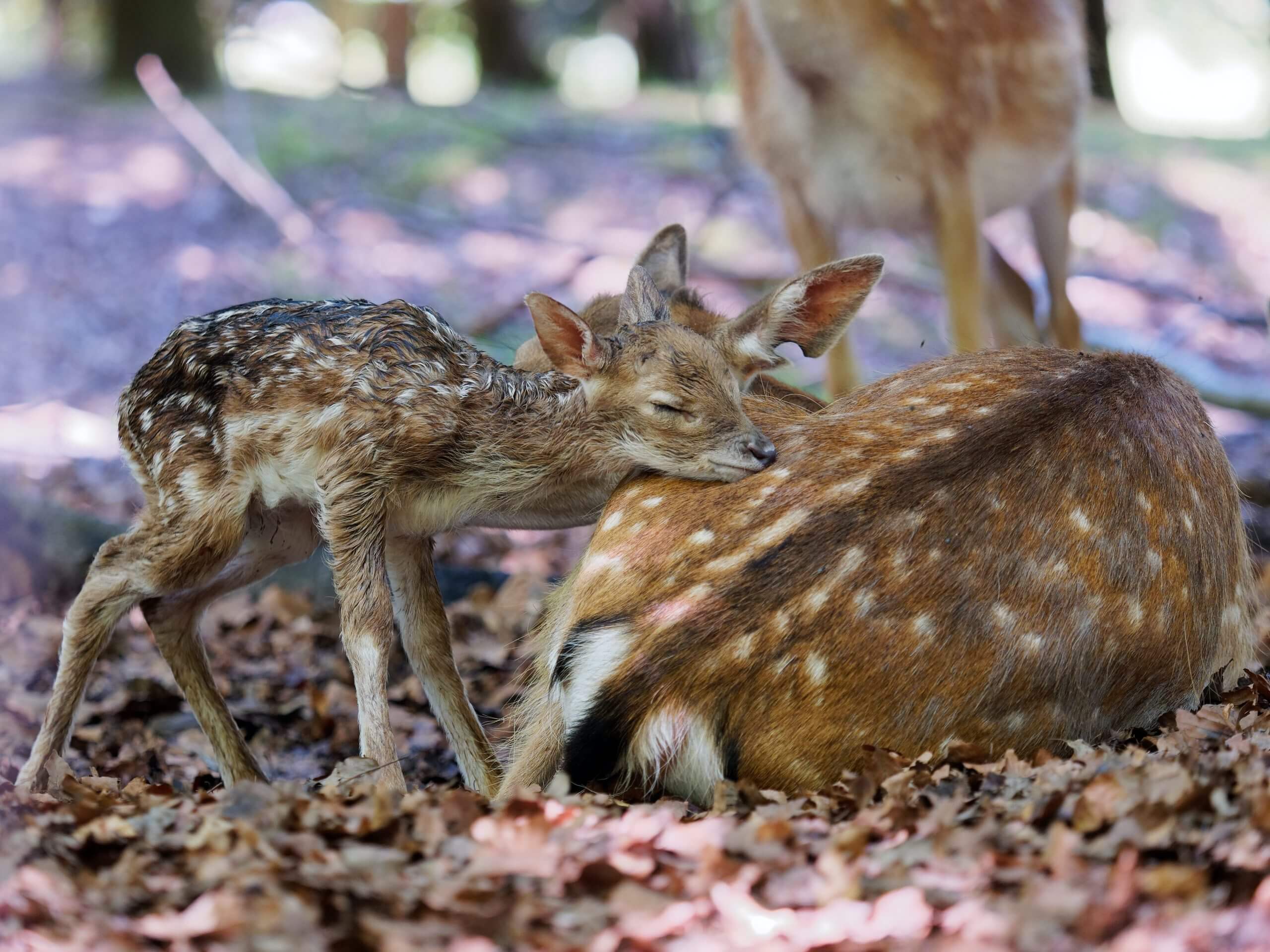Wildtier und Mensch – zusammen durch den Frühling