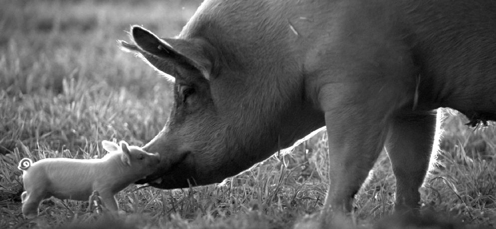 «Gunda» – Der Vegan-Film des Jahres 2021