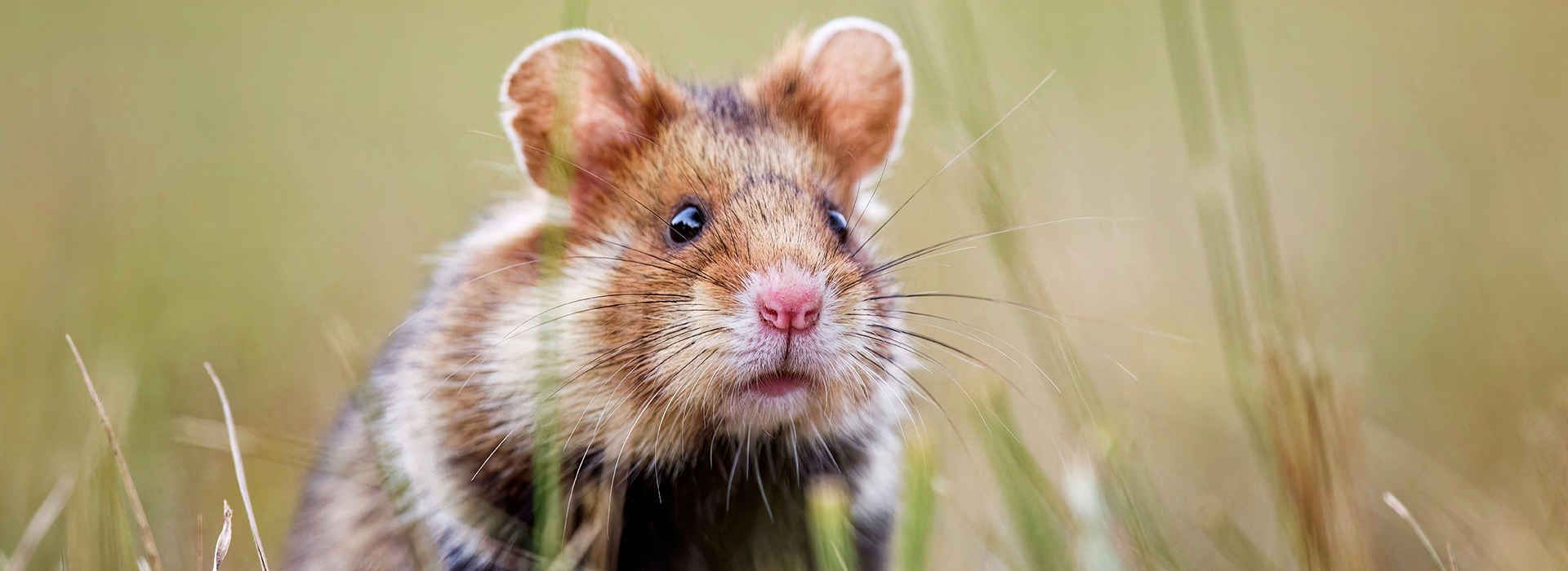 Verborgene Opfer der Massentierhaltung: Wie Tiere und Umwelt leiden