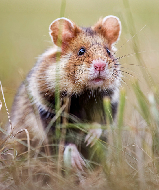 Verborgene Opfer der Massentierhaltung: Wie Tiere und Umwelt leiden
