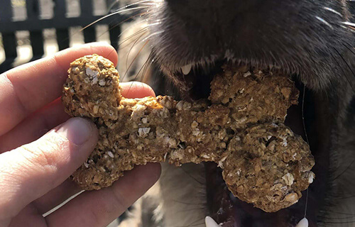 Vegane Hundeguetzli