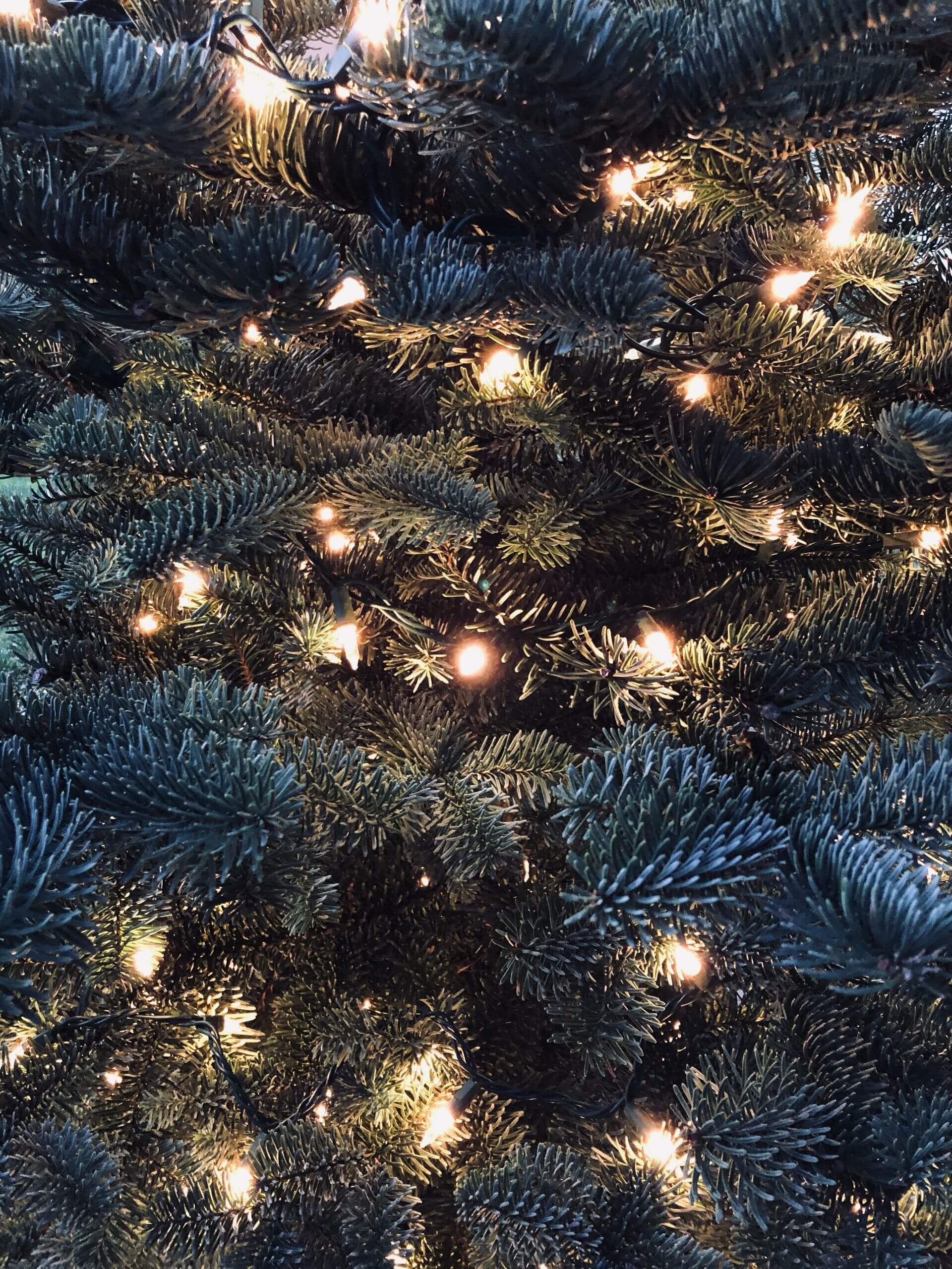 Vegane Adventskalender: unsere Favoriten