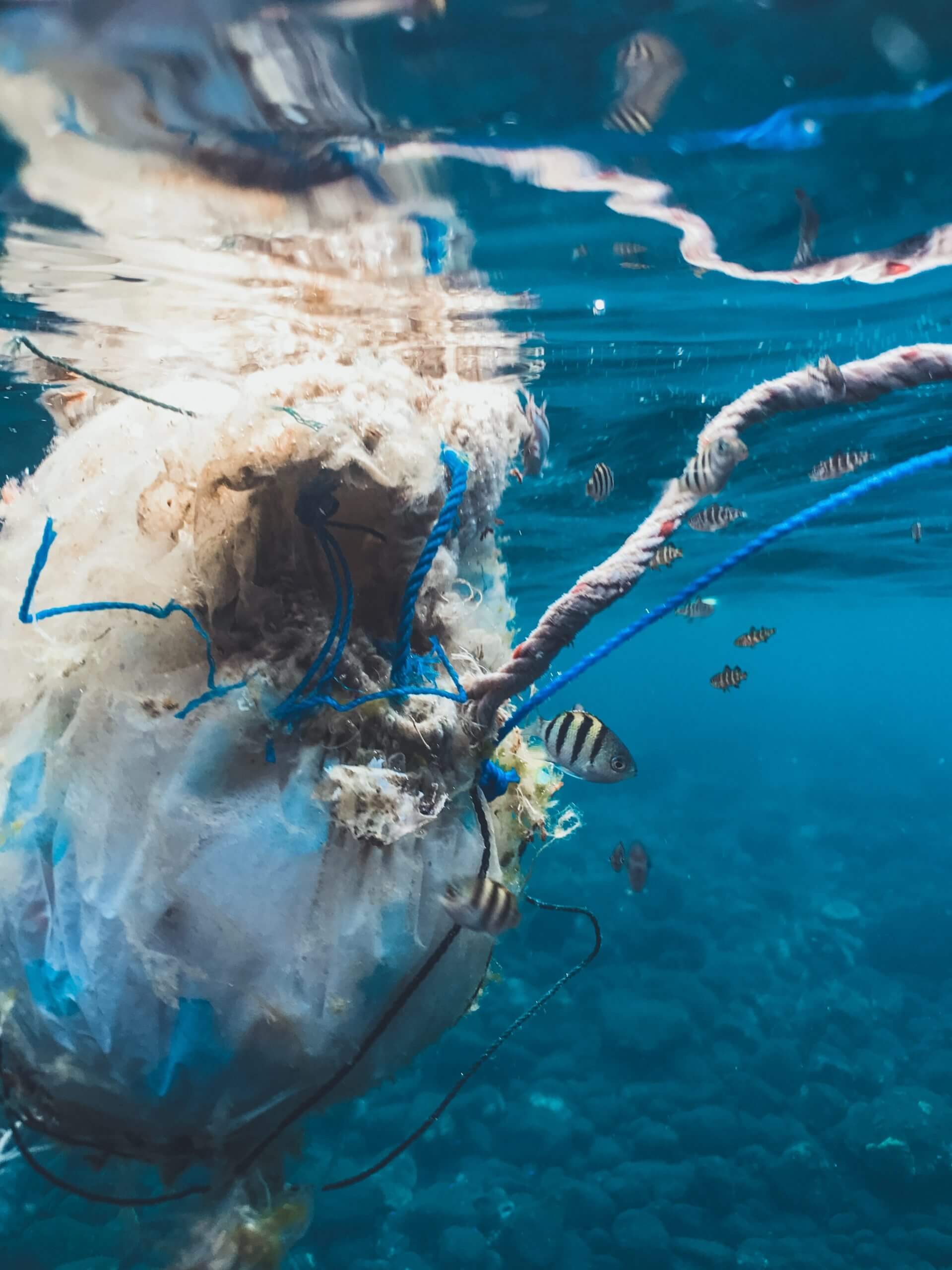 Vegane Lifestyle Brands aus dem Meer