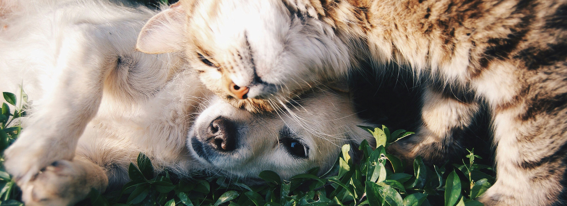 Nothilfe für Tiere