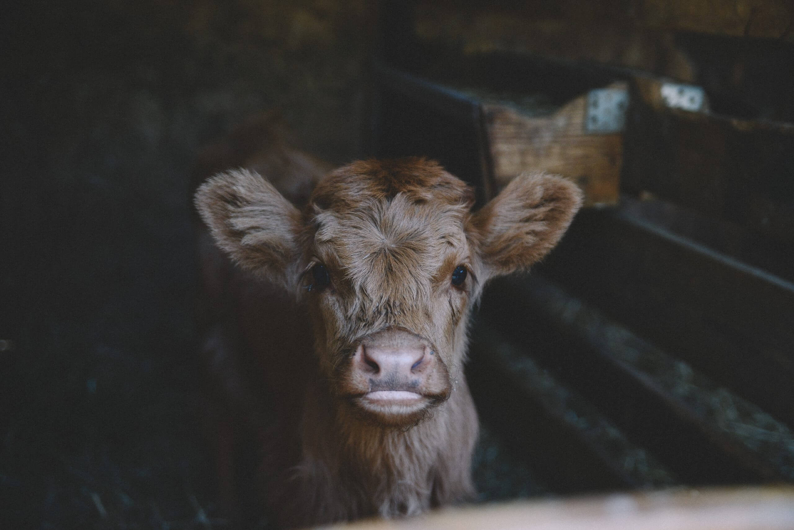 Veganuary: Entdecke 7 Gründe für die pflanzliche Herausforderung im Januar