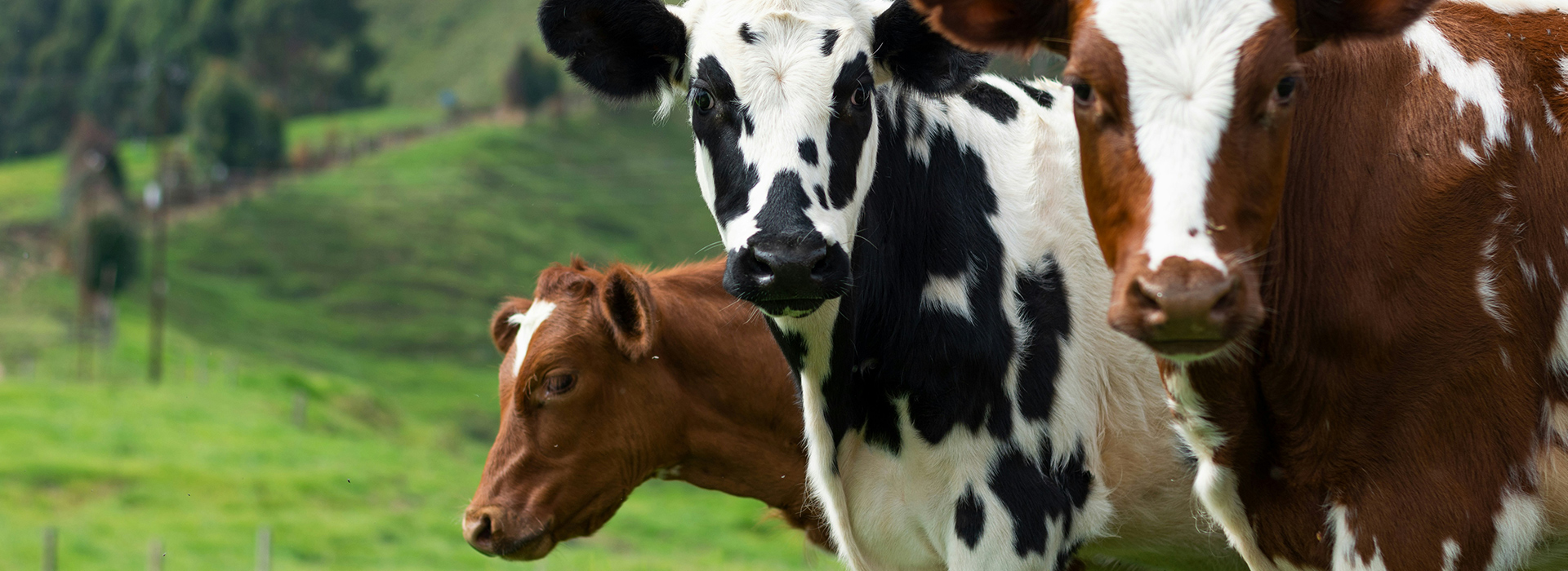 Was jetzt? Diese veganen Organisationen in der Schweiz freuen sich über deine Unterstützung