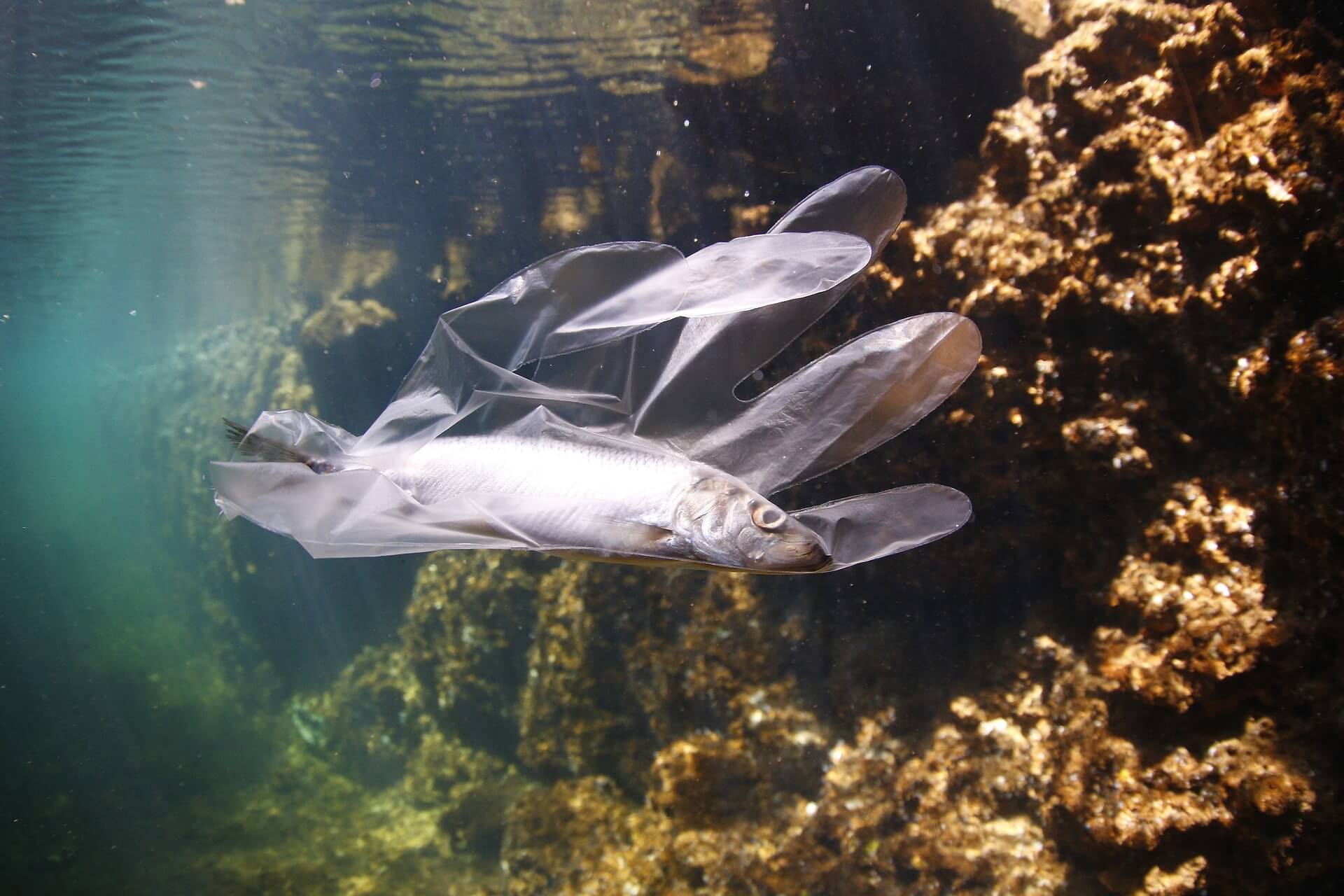 Wieso die Biodiversität in den Gewässern in Gefahr ist