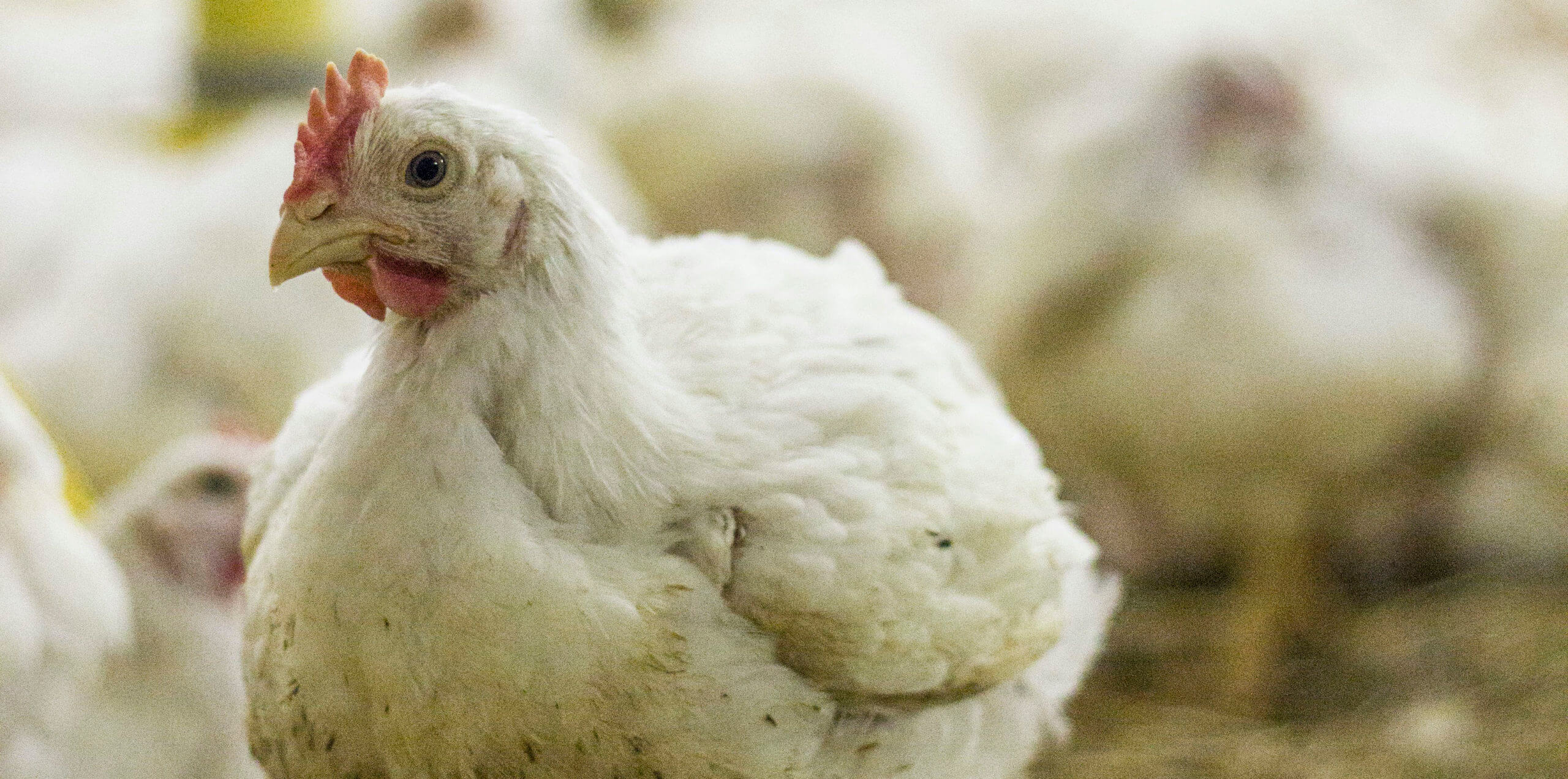 Schweizer Nutztierhaltung: Tierrechtsverletzungen sind an der Tagesordnung