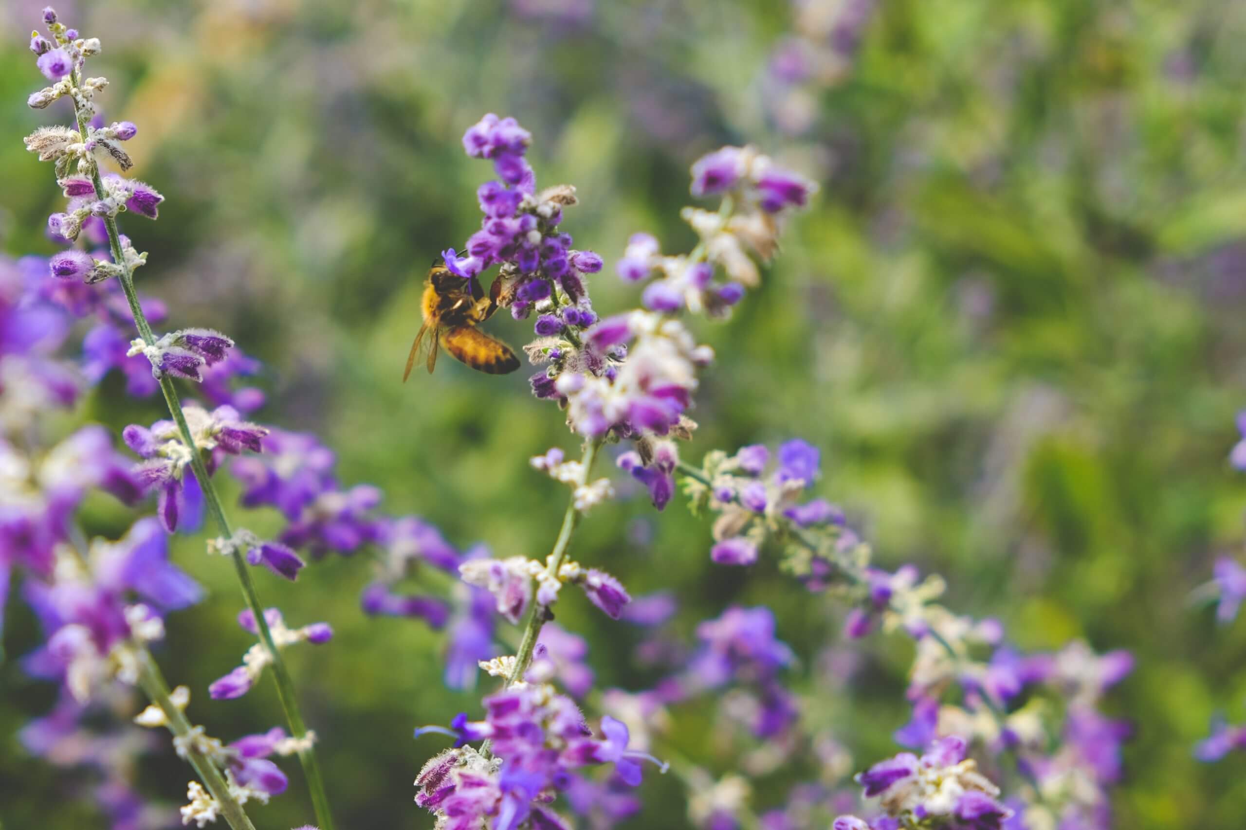 Auswirkungen der Ernährung auf die Biodiversität