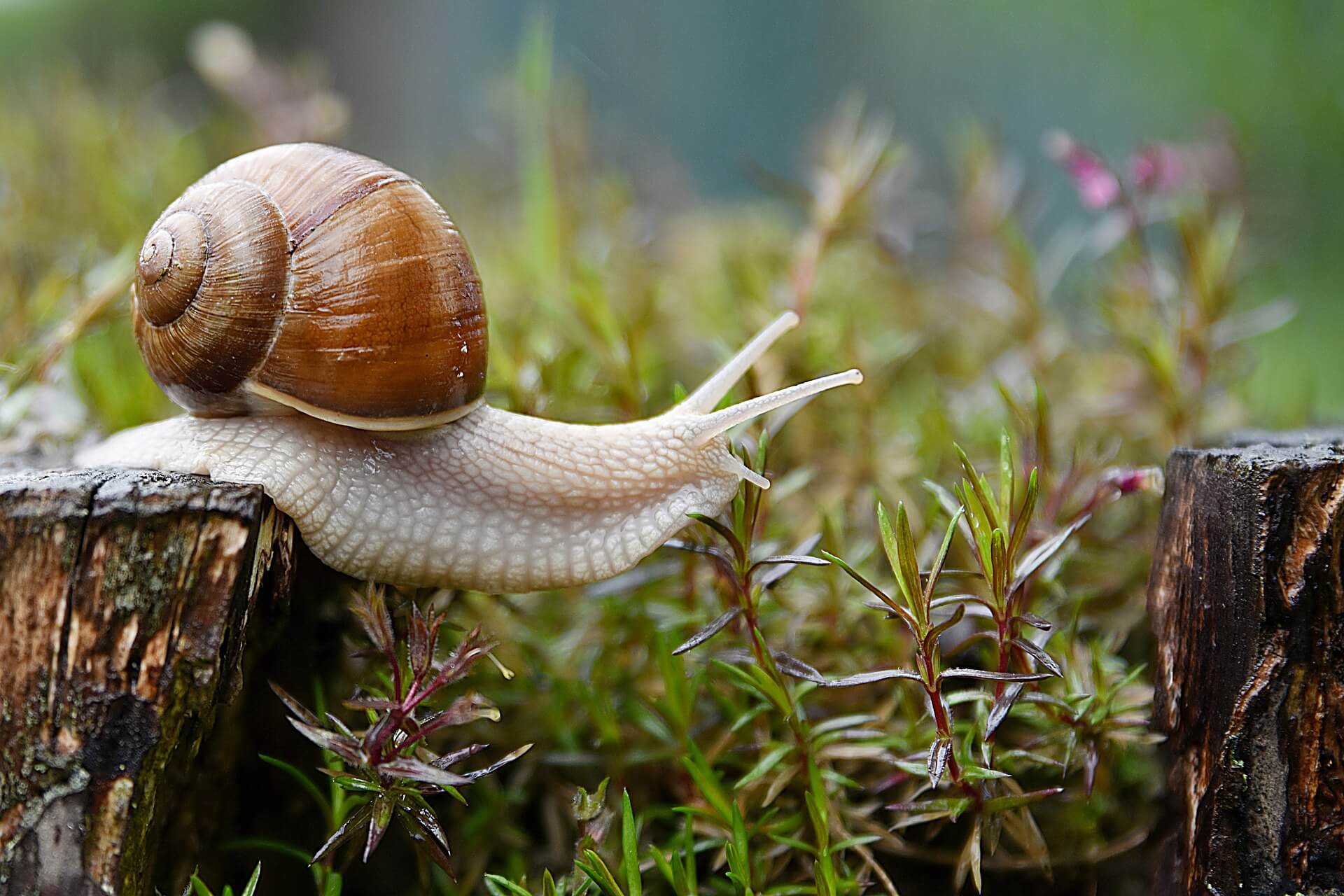 Dinge (und Tiere) beim Namen nennen