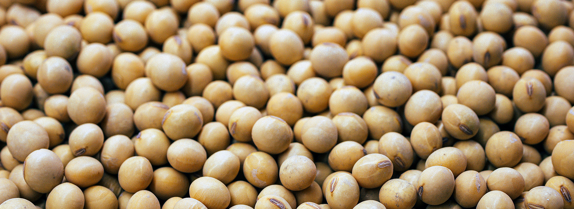 Zwei Meinungen, ein Thema: Sojaprodukte – Superfood oder Umweltproblem?