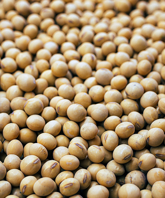 Zwei Meinungen, ein Thema: Sojaprodukte – Superfood oder Umweltproblem?