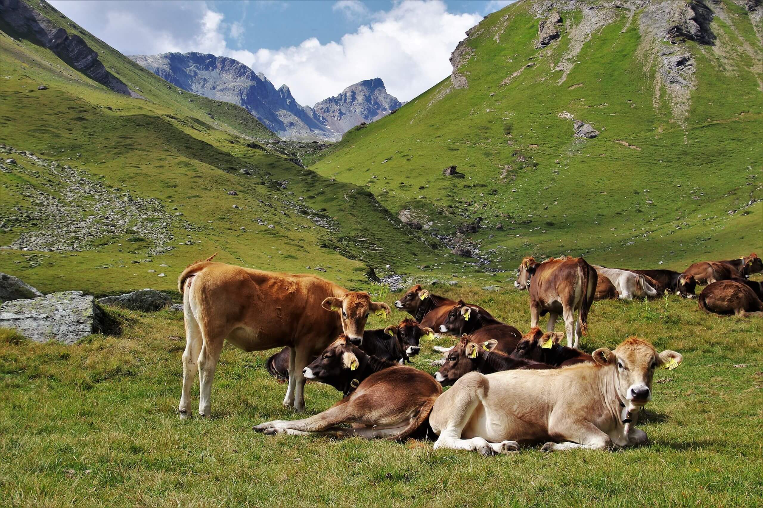Die Schweiz ist ein Grasland – oder?