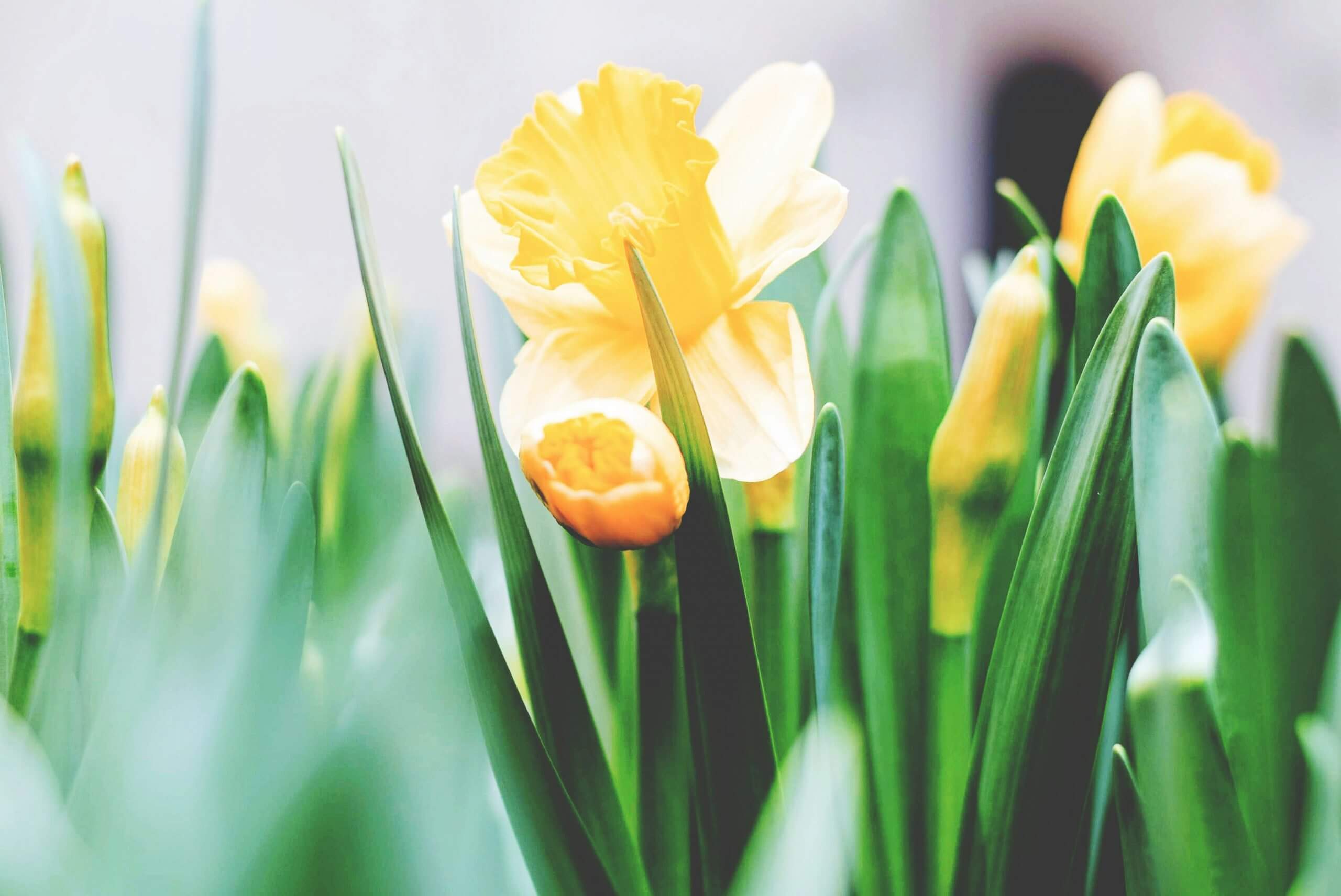 9 Kreative Ostertraditionen für eine tierfreundliche Feier