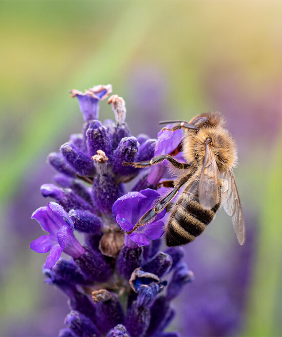 Für die Biodiversität