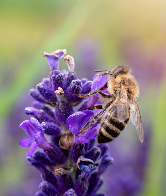 Für die Biodiversität