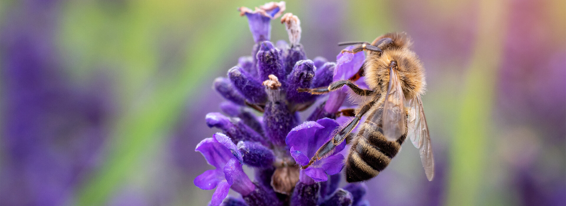 Vegan für die Biodiversität