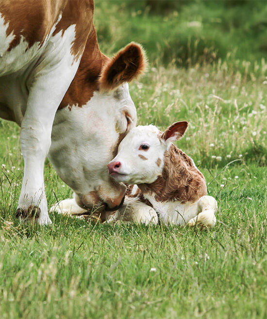 Warum vegan