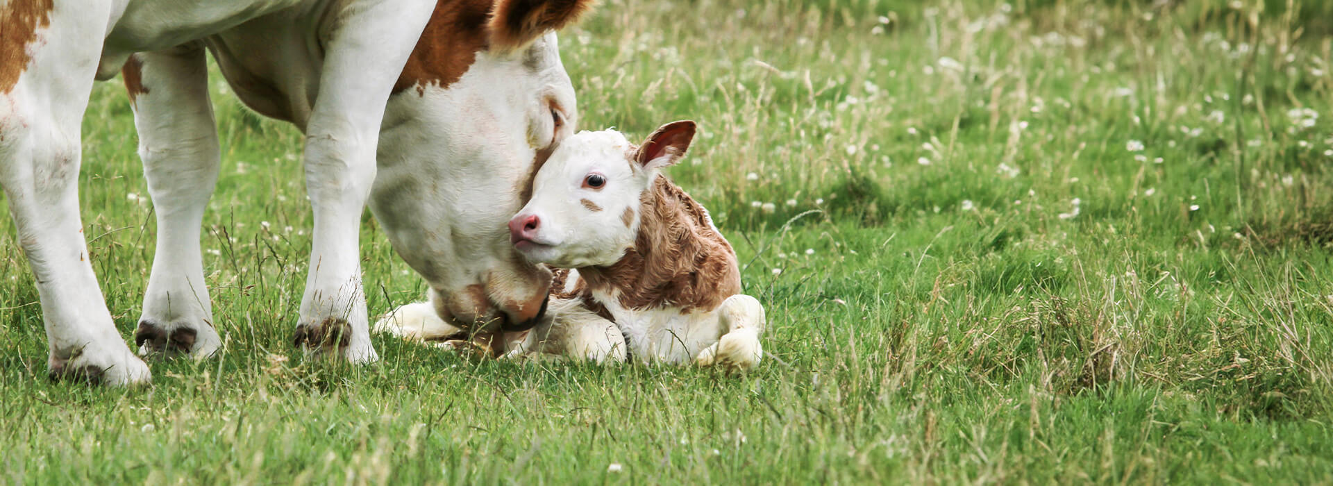 Vegan für die Tiere