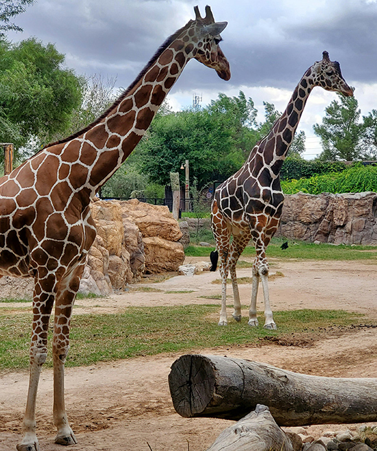 Zwei Meinungen, ein Thema: Zoos & Aquarien – Tierfrevel oder Artenschutz?